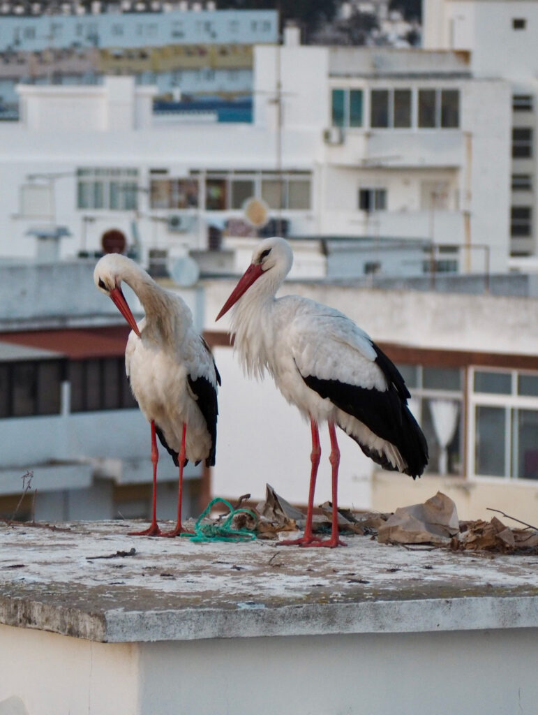 The Algarve Beyond the Beach: Cataplana, Cliffs and Island Lunches